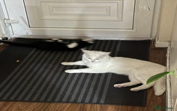 Mixed Breed cats for sale: Mixed breed kitten - Image 3