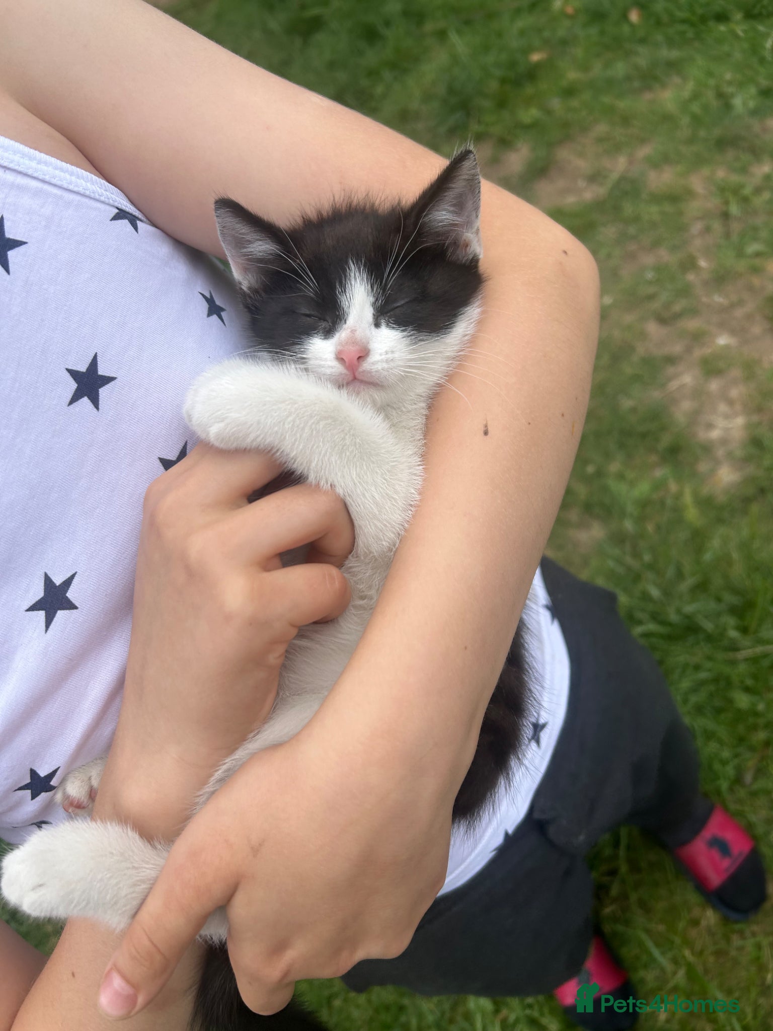 Mixed Breed cats for sale: Two cats❤️ in Wembley - Advert 6