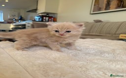 Ragdoll cats for sale: 🎄 Rare Ragdoll Kittens – Ready for Christmas! 🎄 - Advert 8