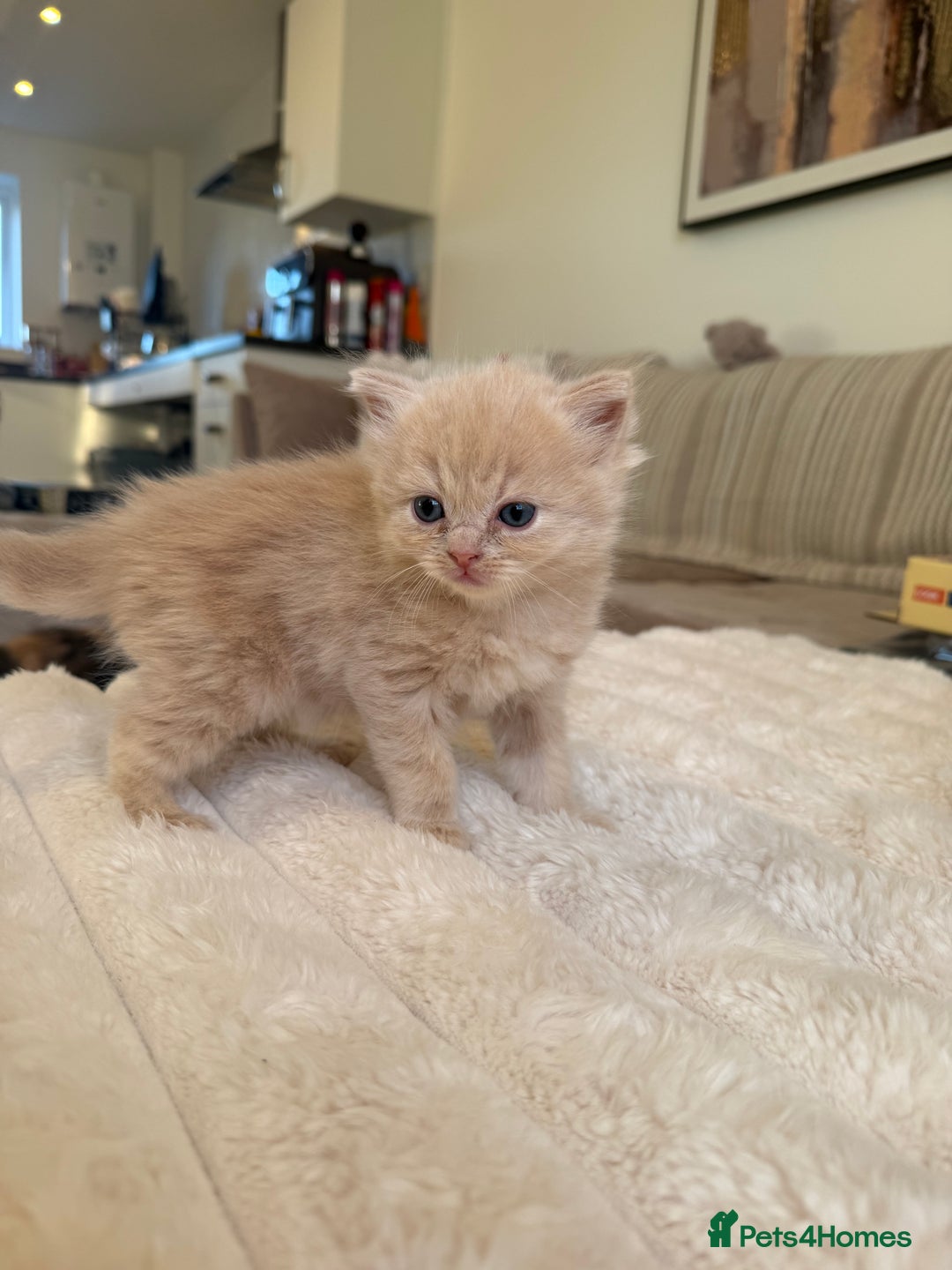 Ragdoll cats for sale: 🎄 Rare Ragdoll Kittens – Ready for Christmas! 🎄 - Advert 8