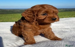Cavapoo dogs for sale: Beautiful purebred Cavapoo Puppies - Image 8