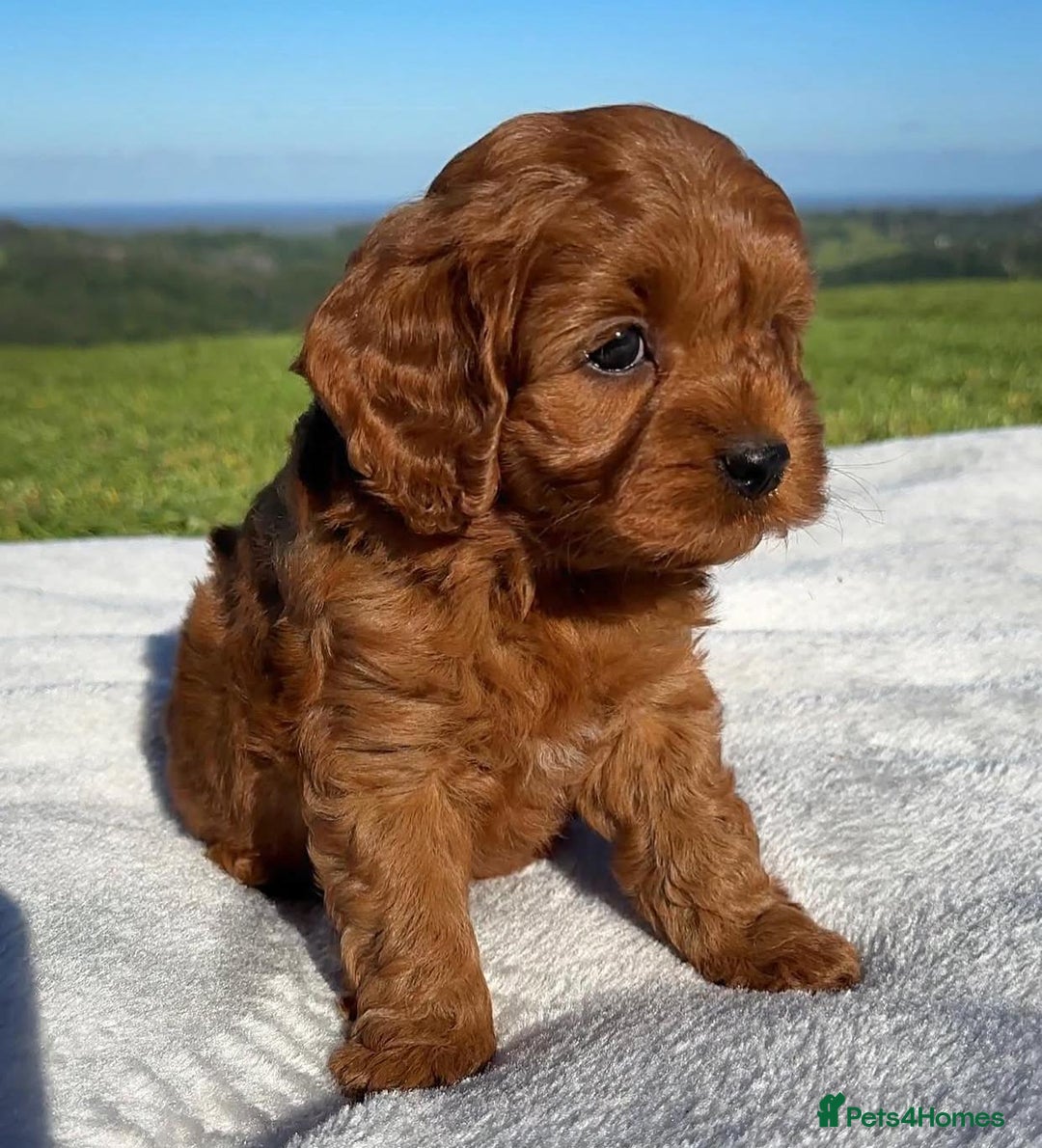 Cavapoo dogs for sale: Beautiful purebred Cavapoo Puppies - Image 8