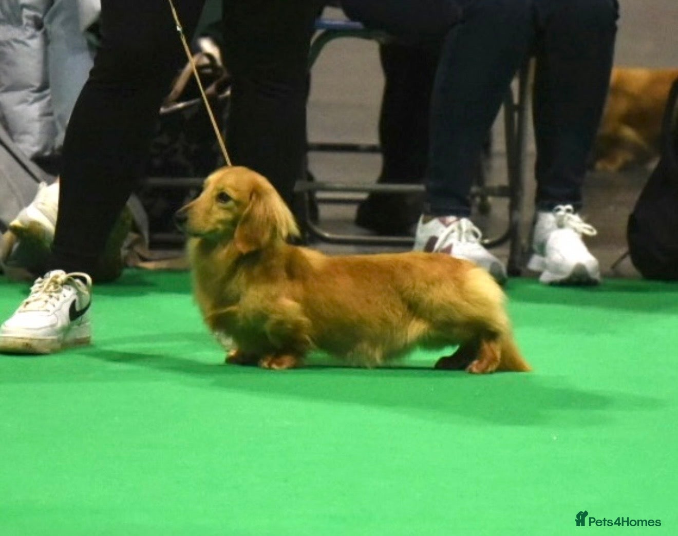 Miniature Dachshund dogs for sale: Miniature longhaired dachshunds  - Advert 24