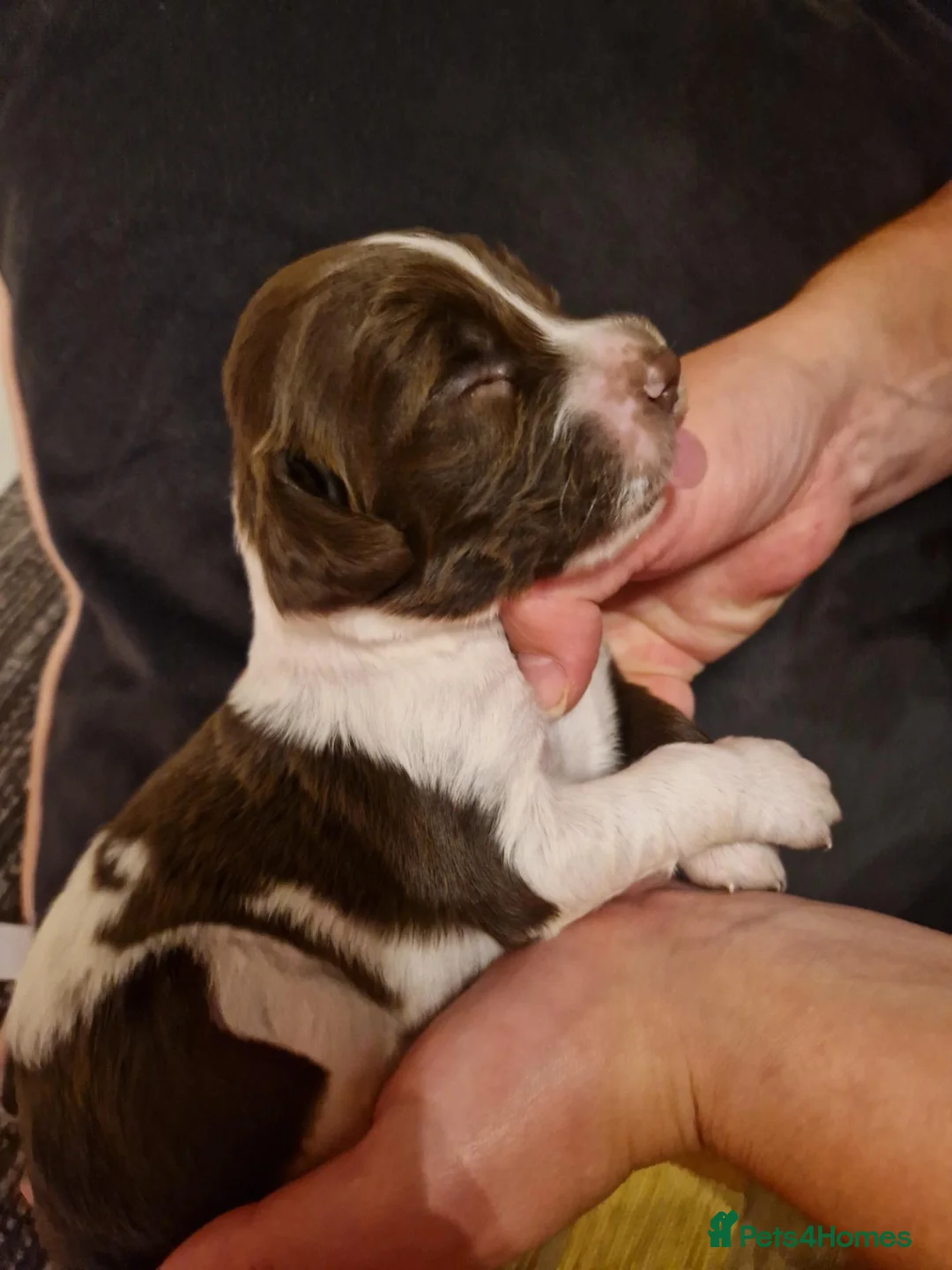English Springer Spaniel dogs for sale: Outstanding littler of ESS! - Advert 2