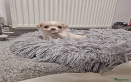 Chihuahua dogs for sale: Stunning Russian lines, Long haired Chihuahuas  - Image 19