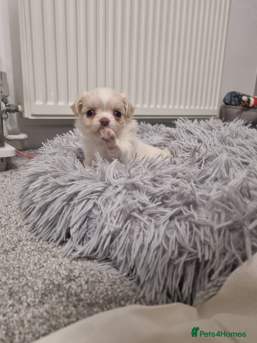 Chihuahua dogs for sale: Stunning Russian lines, Long haired Chihuahuas  - Image 19