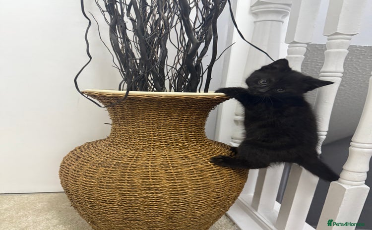 British Shorthair cats - Advert 4