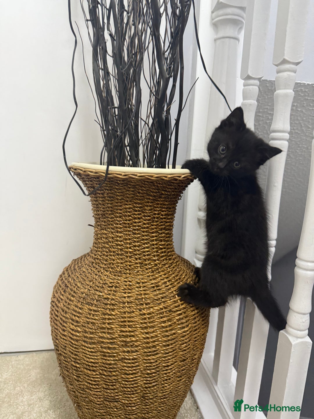 British Shorthair cats for sale: Beautiful British Shorthair kitten for sale  - Image 1
