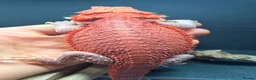Bearded Dragon reptiles for sale: Red Monster baby bearded dragons ready to go!  - Advert 6