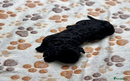 Cockapoo dogs for sale: Beautiful Fully Health Tested Cockapoos - Image 19