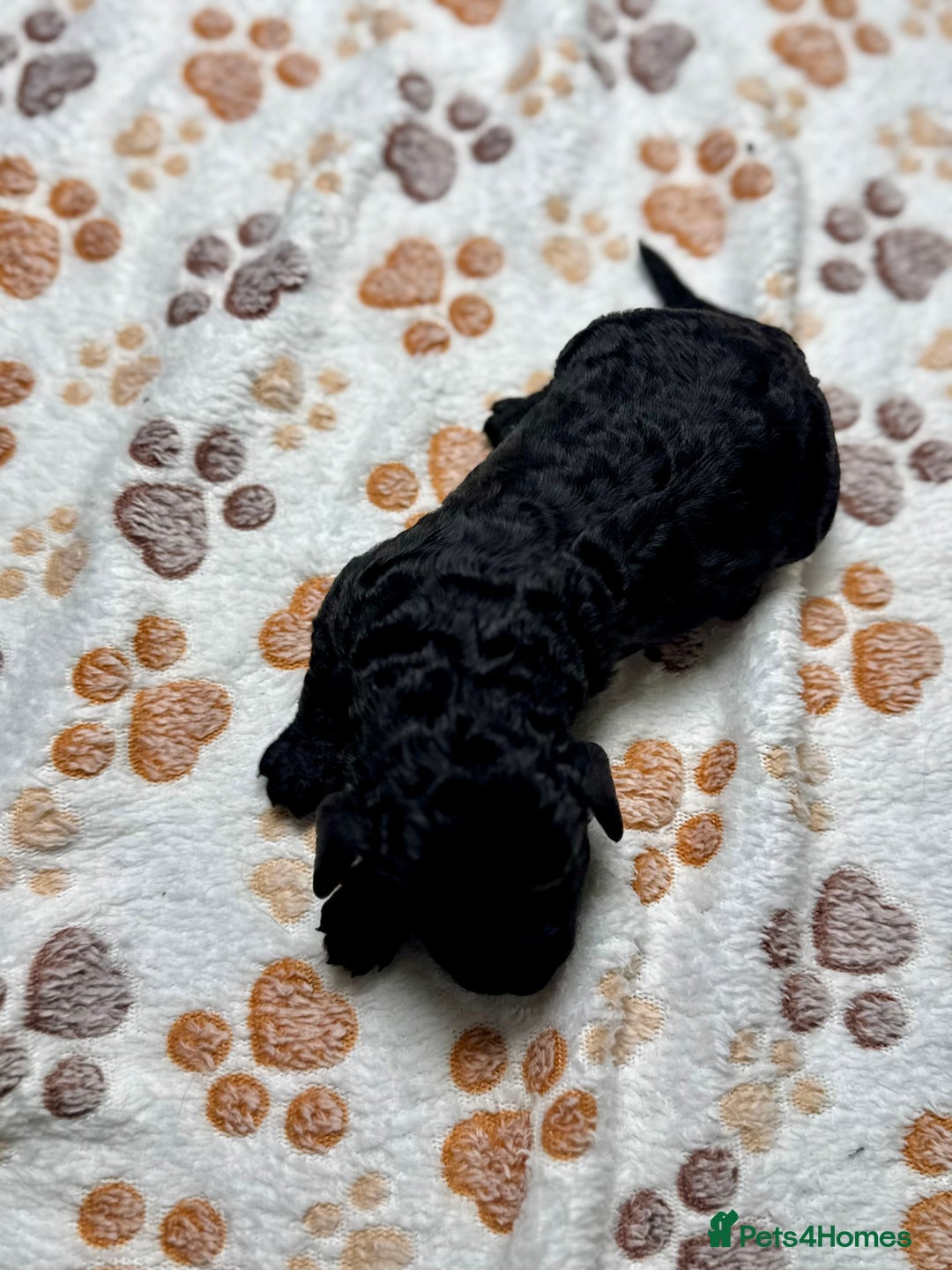 Cockapoo dogs for sale: Beautiful Fully Health Tested Cockapoos - Image 19
