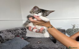 Mixed Breed cats for sale: 2 kittens  - Image 1