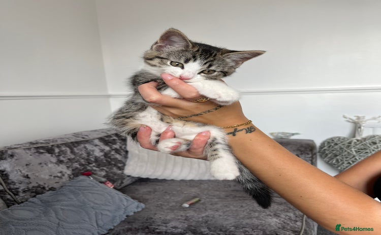 Mixed Breed cats - Advert 1