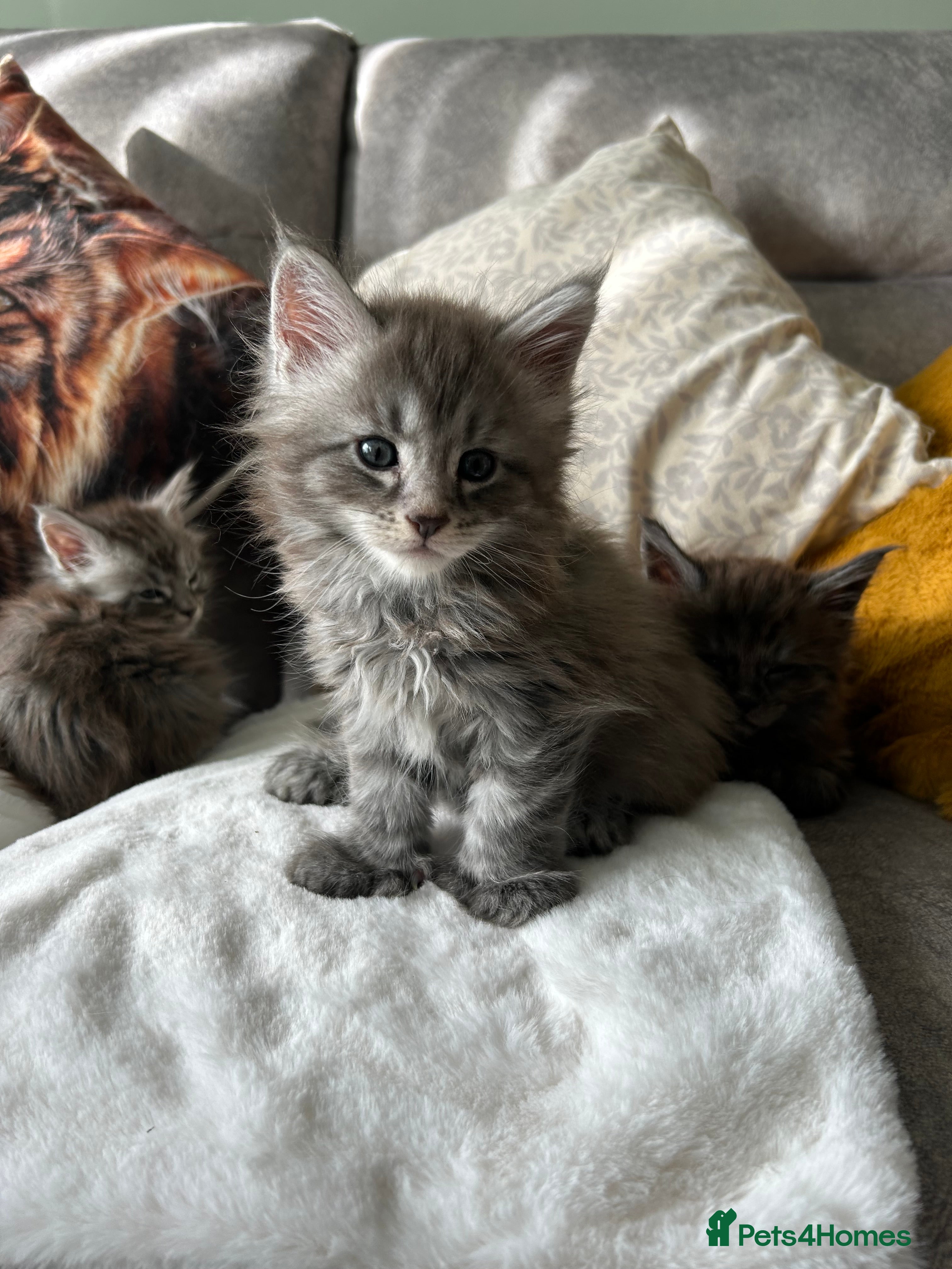 Maine Coon cats Stunning Mainecoon kittens - Advert 2