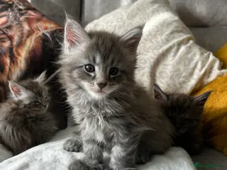 Maine Coon cats Stunning Mainecoon kittens - Advert 2