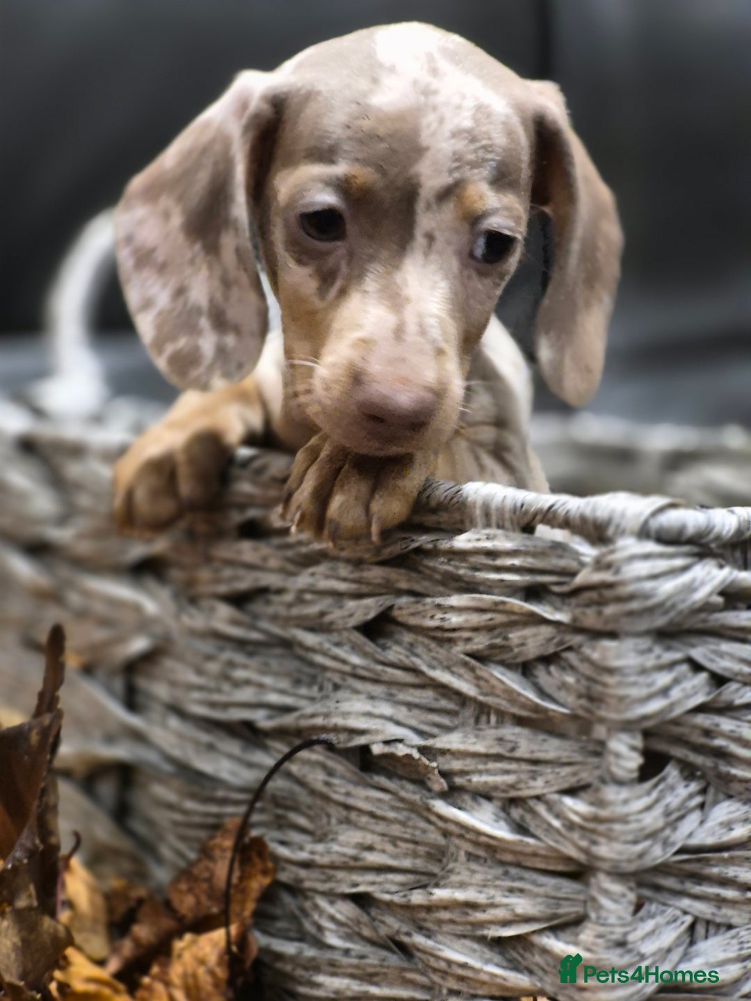 Miniature Dachshund dogs for sale: TRUE MINIATURE DASCHUND BABIES only 5 - Image 9