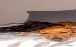 Patterdale Terrier dogs for sale: 8 month old female patterdale terrier - Image 2