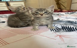 American Shorthair cats for sale: Kittens - Image 5