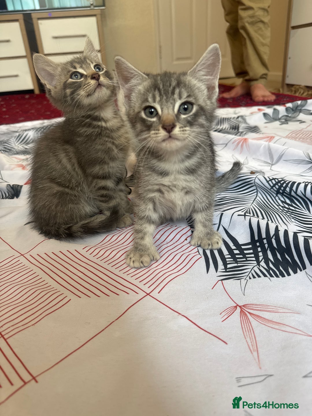 American Shorthair cats for sale: Kittens - Image 5