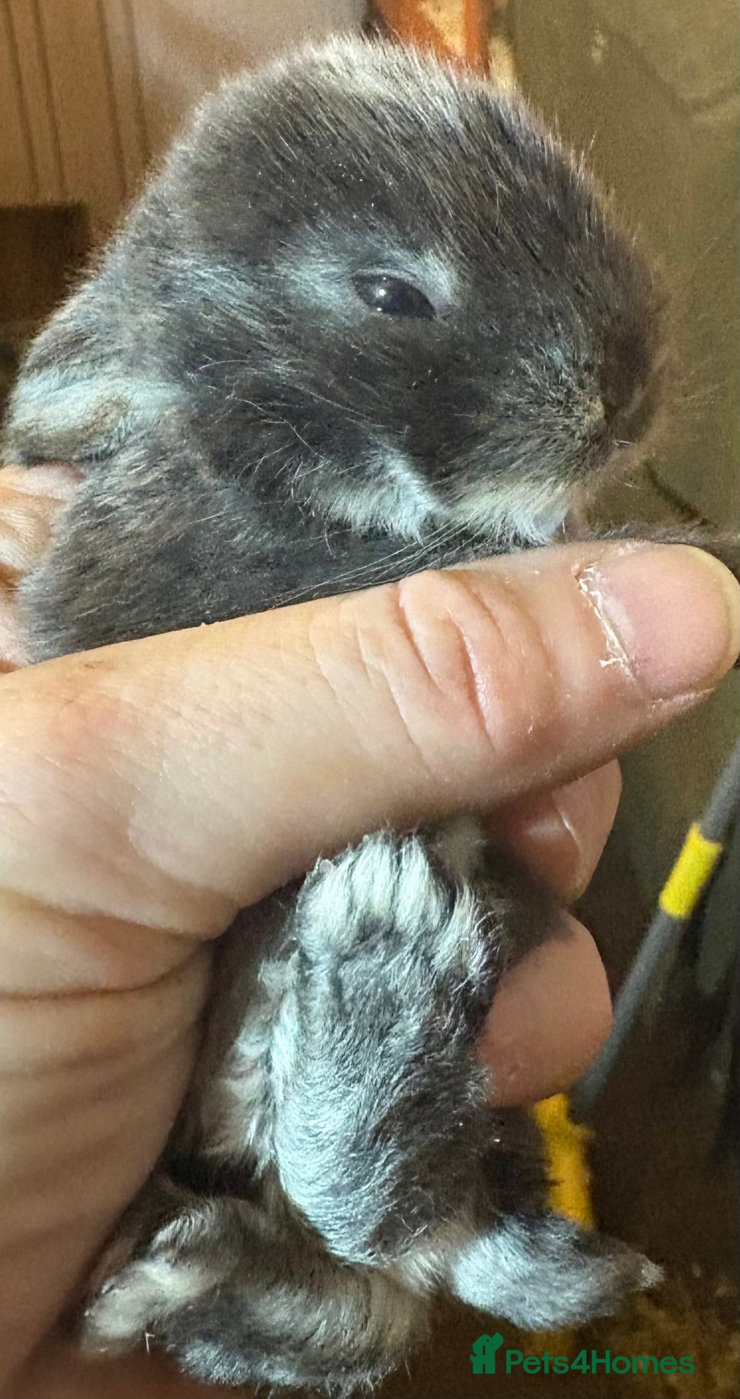 Rex rabbits for sale: Two beautiful rabbit litters - Image 36