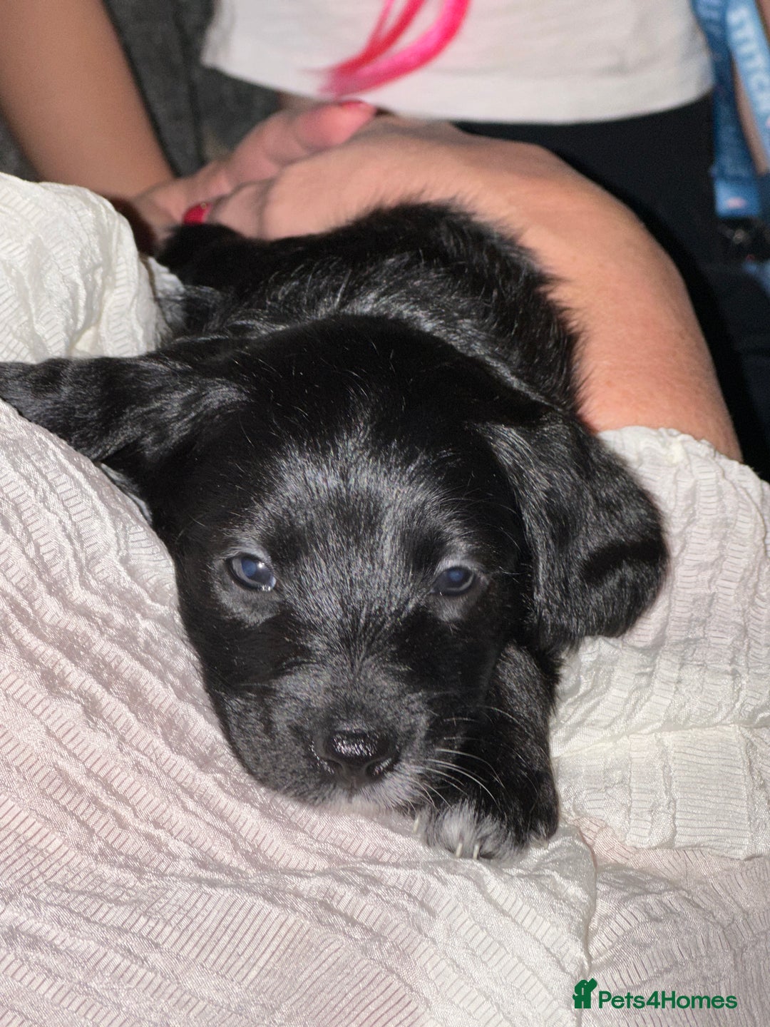 Bordoodle dogs for sale: F1B Bordoodle Puppies - Image 3