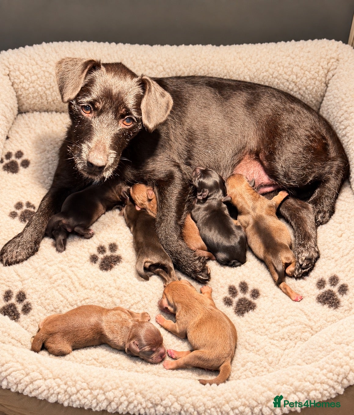 Patterdale Terrier dogs Chocolate Patterdale Puppies - Advert 1