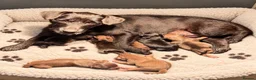 Patterdale Terrier dogs for sale: Chocolate Patterdale Puppies - Advert 1