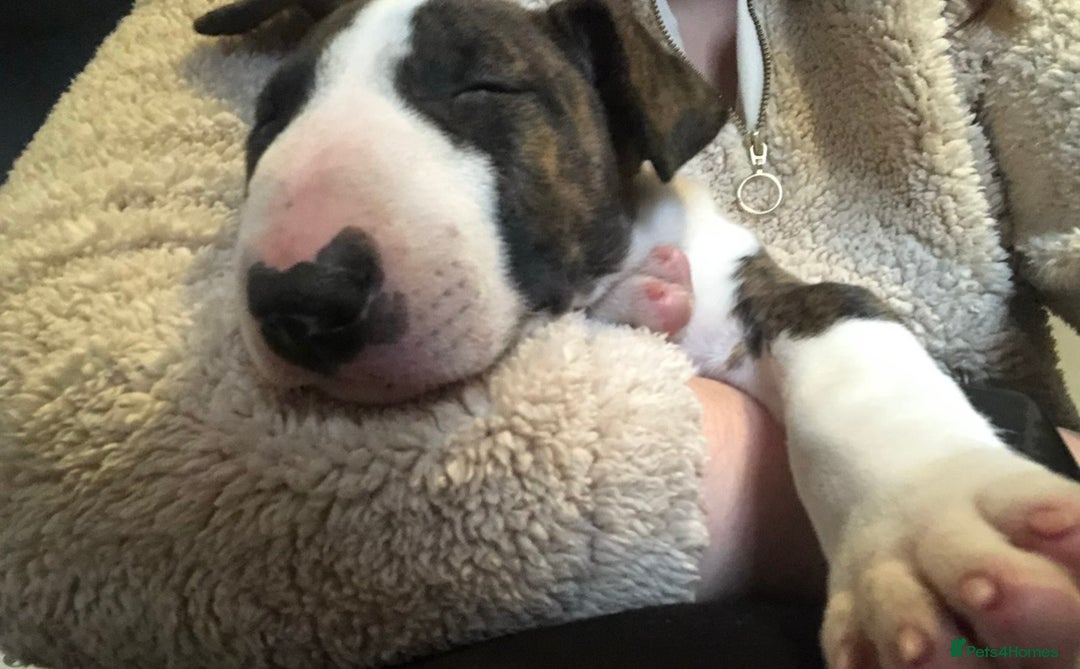 English Bull Terrier dogs for sale: Beautiful Bull Terrier looking for a new home  - Image 4