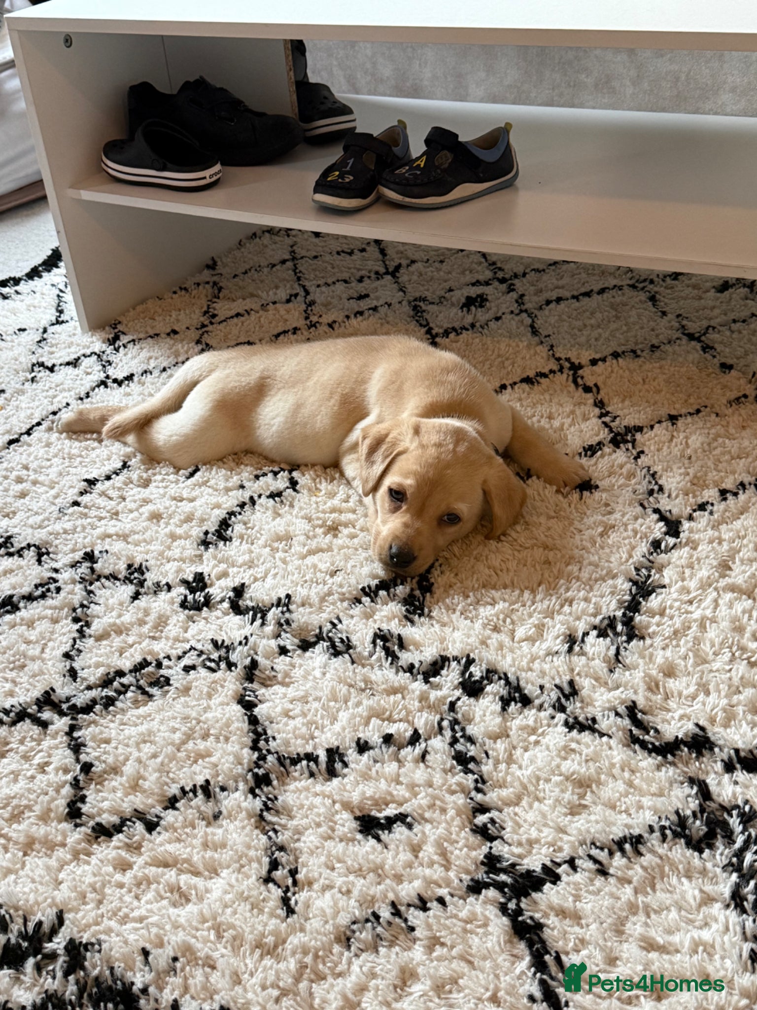 Labrador Retriever dogs Gus the Labrador  - Advert 1