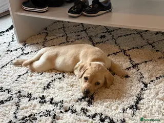 Labrador Retriever dogs Gus the Labrador - Advert 3