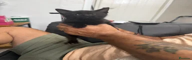 Kitten 2