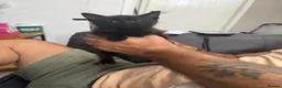 Mixed Breed cats for sale: Chunky fluffy kittens - Advert 5