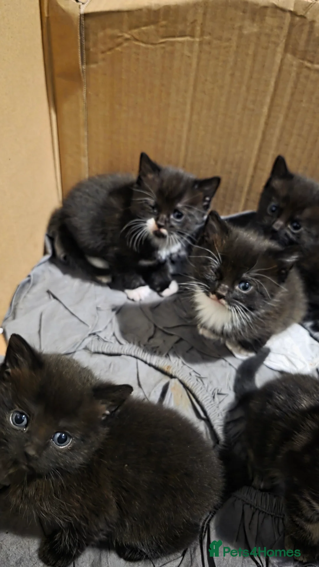 Domestic Shorthair cats for sale: Kittens for sale  - Advert 16