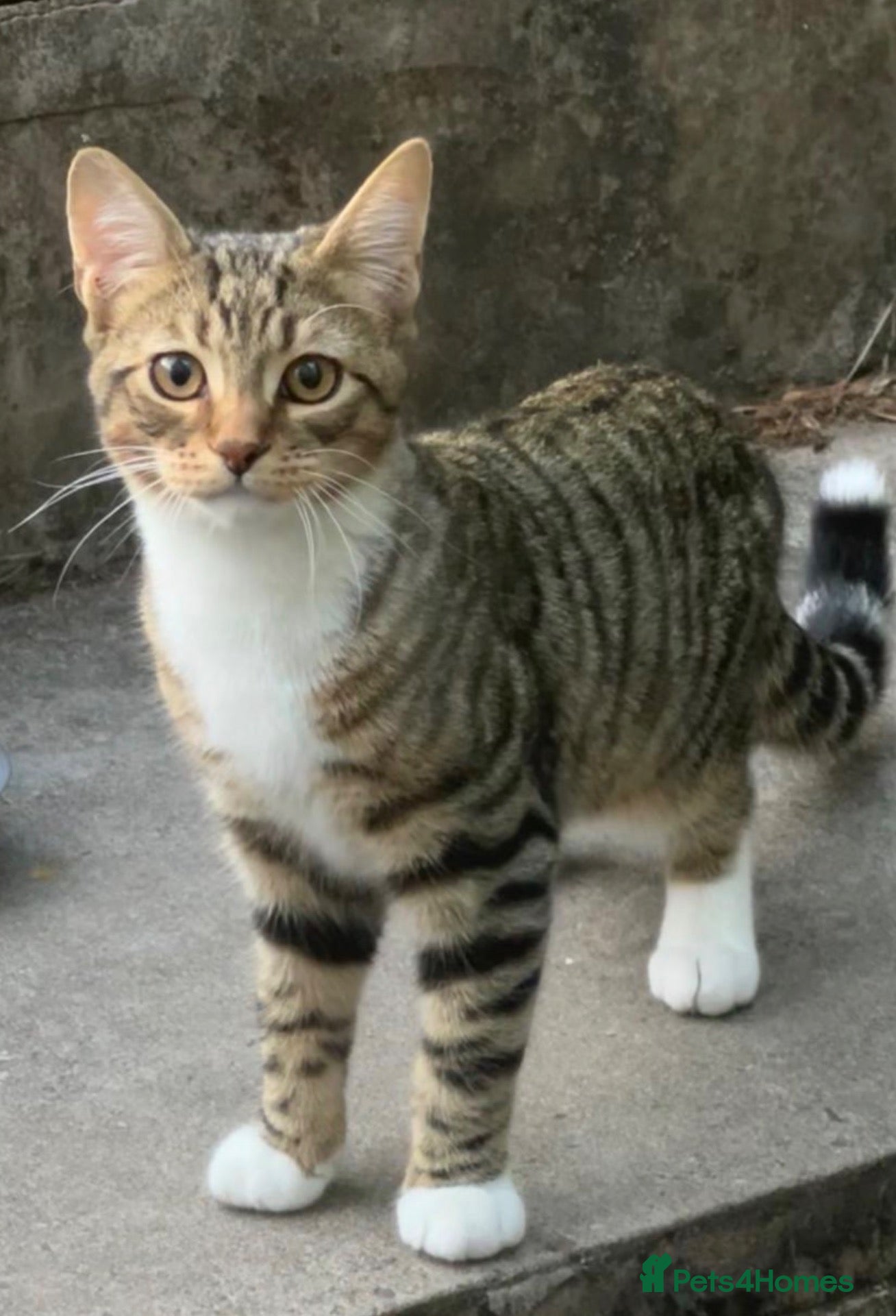 Mixed Breed cats Beautiful Male cat for sale says £50 but £20 - Advert 1