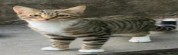 Mixed Breed cats for sale: Beautiful Male cat for sale says £50 but £20 - Advert 1