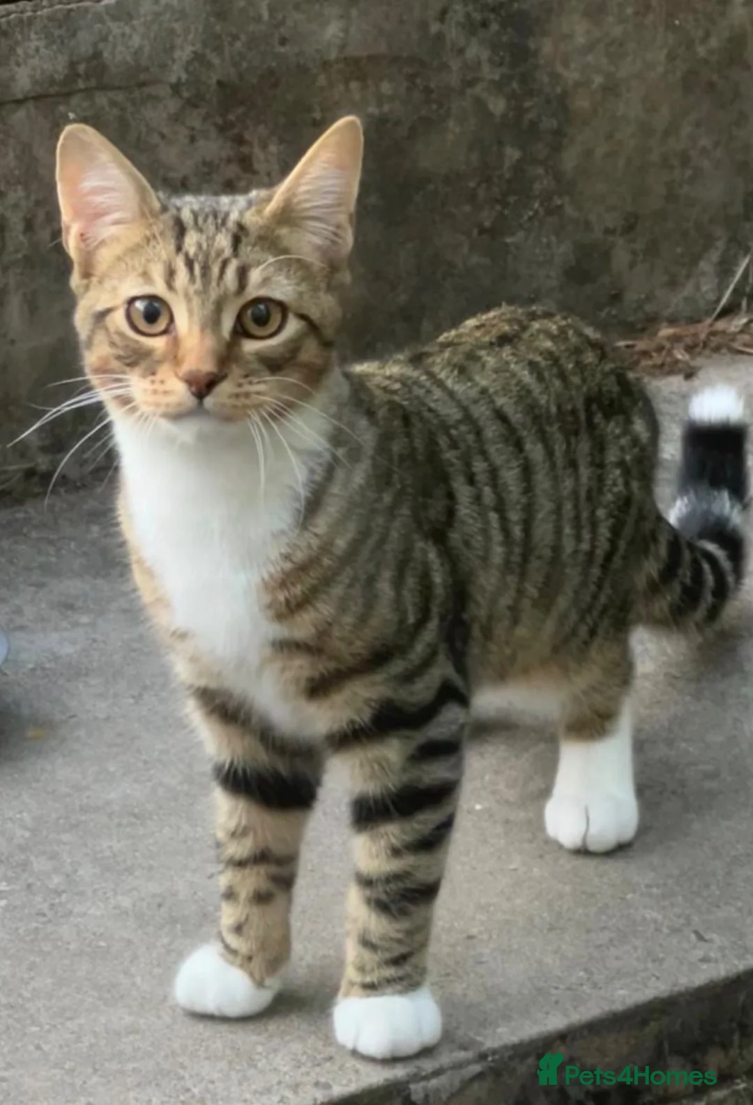 Mixed Breed cats for sale: Beautiful Male cat for sale says £50 but £20 - Advert 1