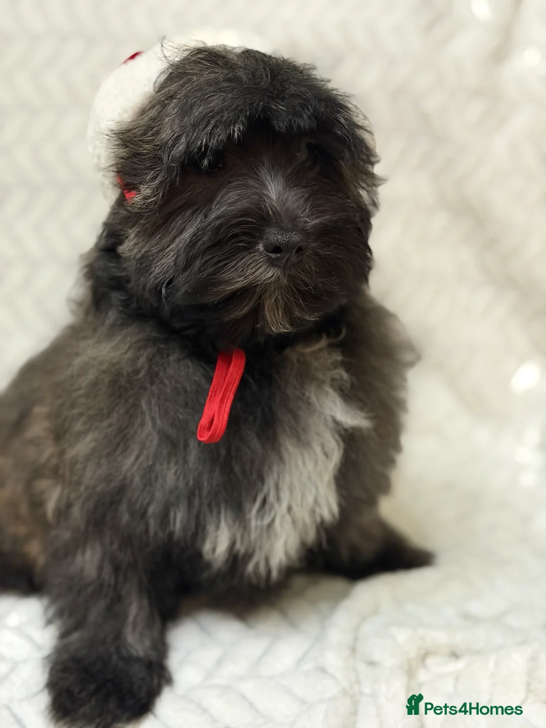 Mixed Breed dogs for sale: 🐾🐾 F1 Bb Maltipoo Puppies Boys and Girls 🐾🐾 - Advert 19