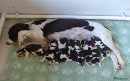 English Springer Spaniel dogs for sale: Health Tested English Springer Spaniel Puppies - Image 1