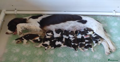English Springer Spaniel dogs - Advert 16