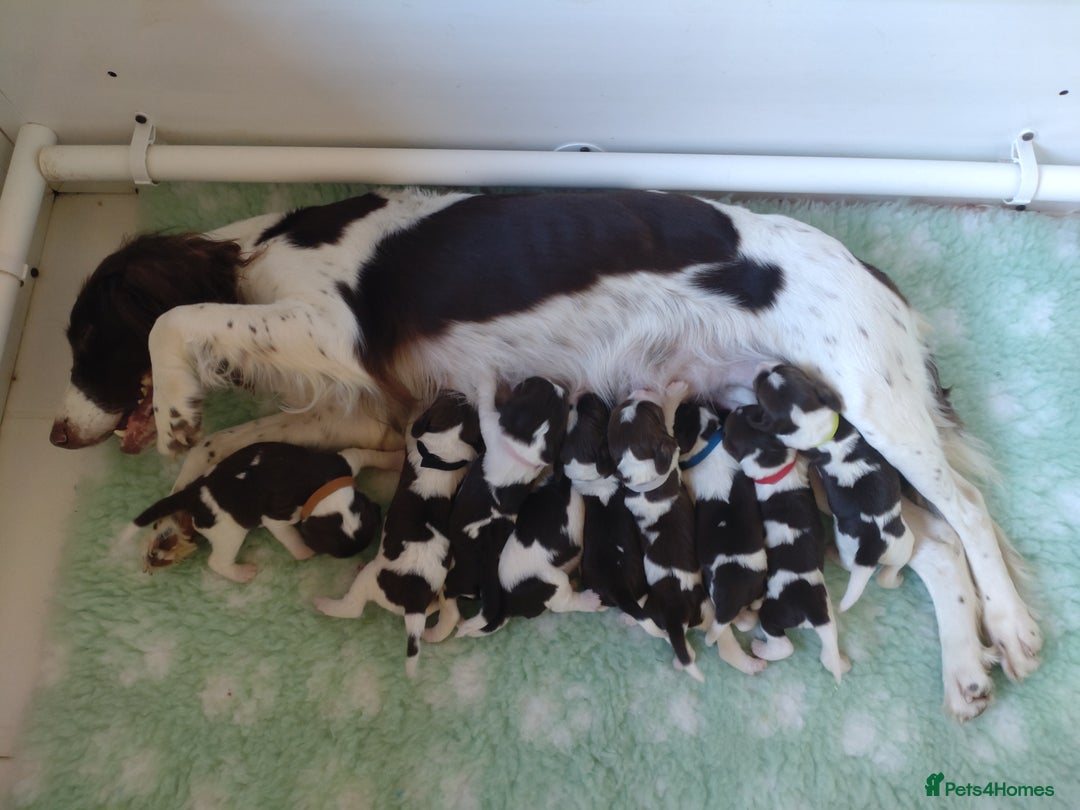 English Springer Spaniel dogs for sale: Health Tested English Springer Spaniel Puppies - Image 1