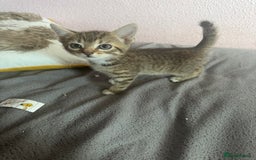 Mixed Breed cats for sale: Adorable kittens  - Image 13