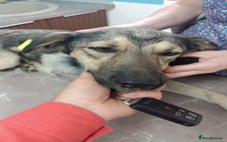 Mixed Breed dogs for adoption: HONEY !  a Lovely 3 LEGGED Boy - for a Loving Home - Image 3