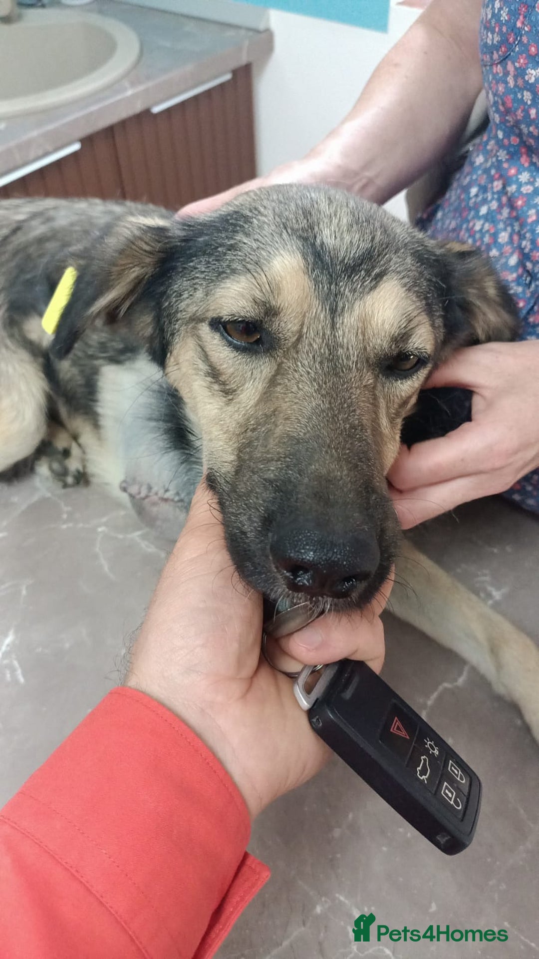 Mixed Breed dogs for adoption: HONEY !  a Lovely 3 LEGGED Boy - for a Loving Home - Image 3
