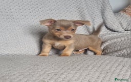 Jack Russell dogs for sale: Miniature jack Russell's only 3 available now - Image 26