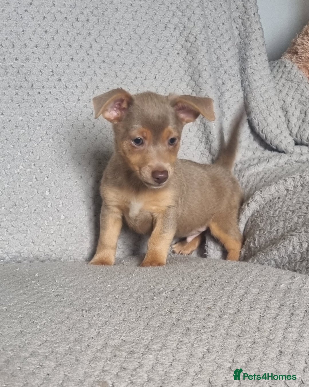 Jack Russell dogs for sale: Miniature jack Russell's only 3 available now - Image 26