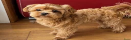 Maltipoo dogs for sale: Asian/Korean Maltipoo. DNA tested parents. - Advert 17