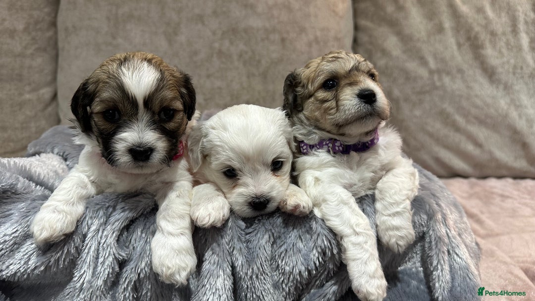Mixed Breed dogs for sale: La Chon Puppies!  - Image 13