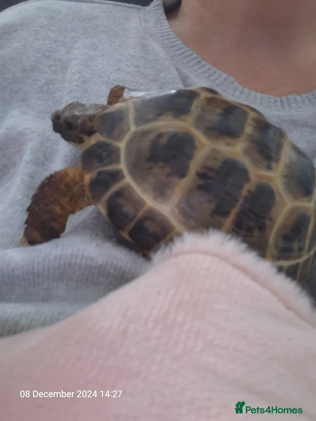 Tortoise reptiles for sale: Horsfield Tortoise for sale  in Doncaster - Advert 6