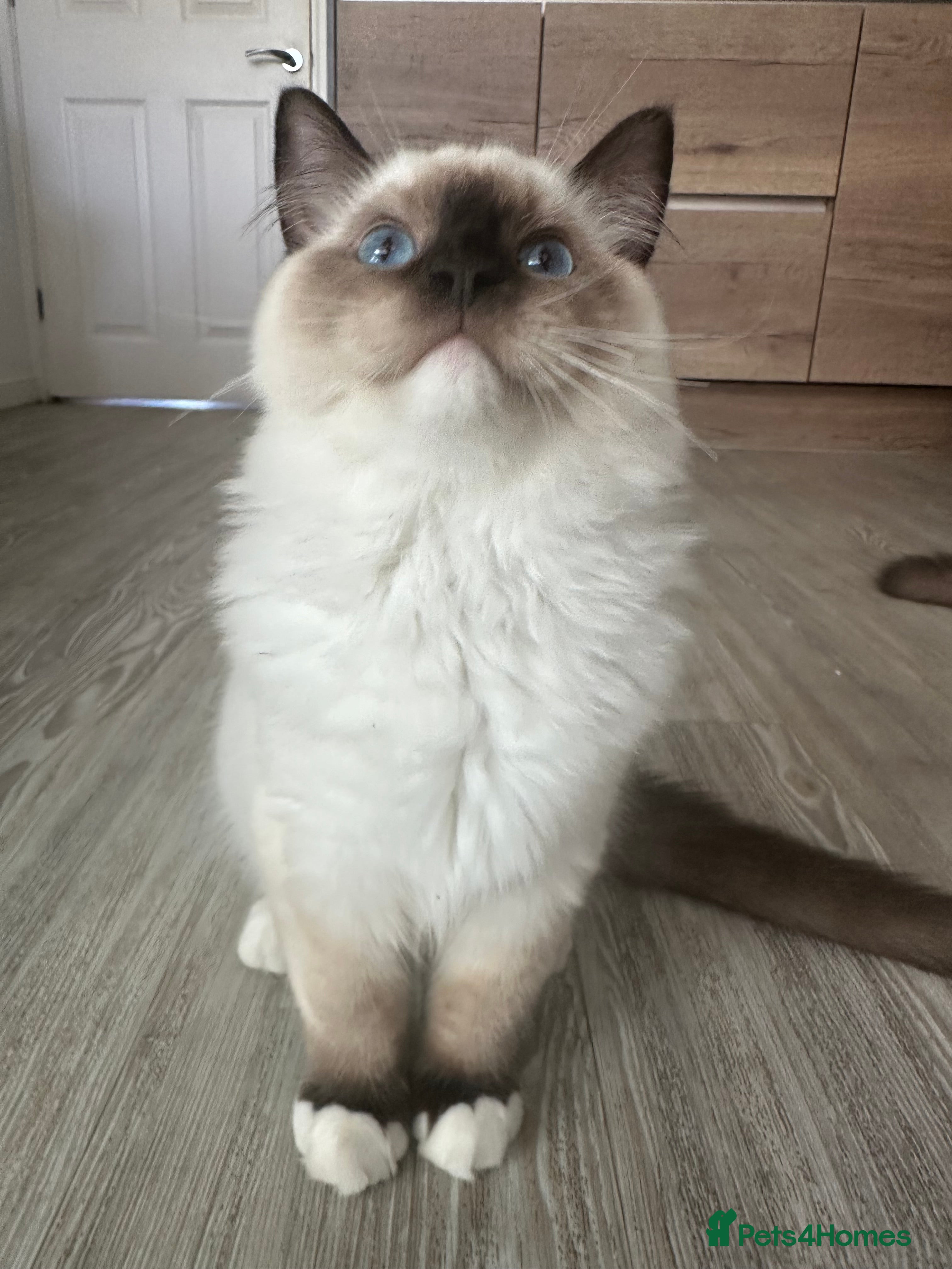 Ragdoll cats Rare European Long-Haired Ragdoll Kittens - Advert 2