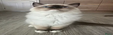 Smudge